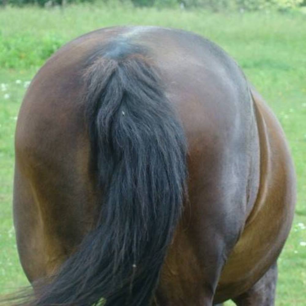 Meet your Posher, Peggy